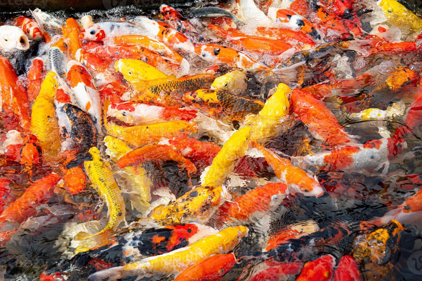 Colorful koi fish in the lake with reflections of tree shadows. Group of various colourful large koi carp, kohaku or Japanese Koi Kohaku Fish. swimming in fishing pond photo