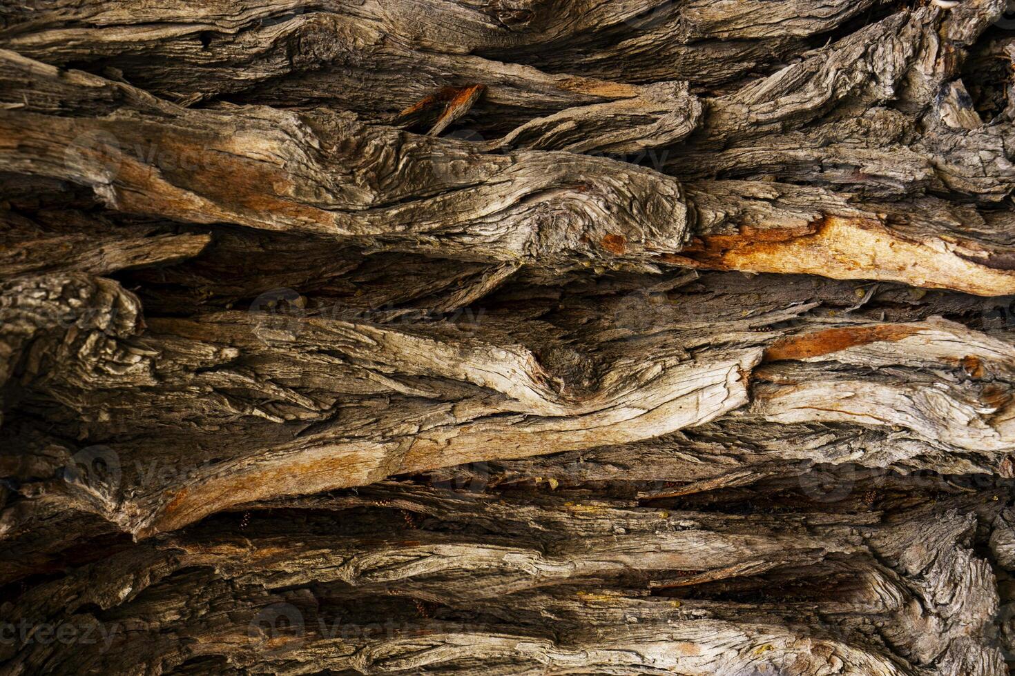 Bark of old big oak tree texture in black and white. Abstract background and texture for design. photo