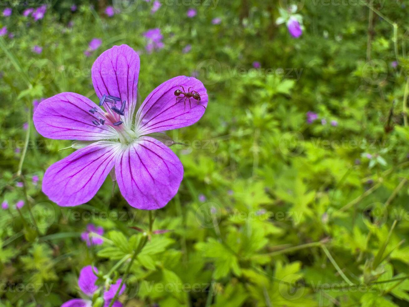 marsh geranium in the park, purple flower and green plants around photo
