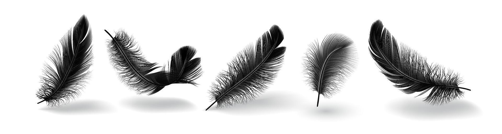 Bird feather shapes group realistic illustration set. Flying plumage with messy texture. Fluffy black quills 3d elements on white background vector