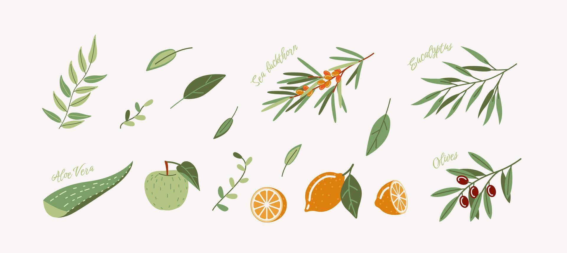 Organic ingredients of herbal medicine 2D cartoon objects set. Fresh branches leaves and fruits flat line objects on white background vector