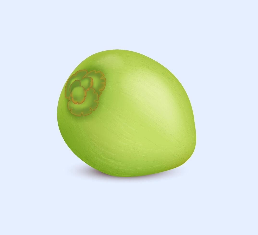 Young green coconut realistic illustration. Delicious tropical fruit. Summer vacation at exotic resort 3d object on light background vector