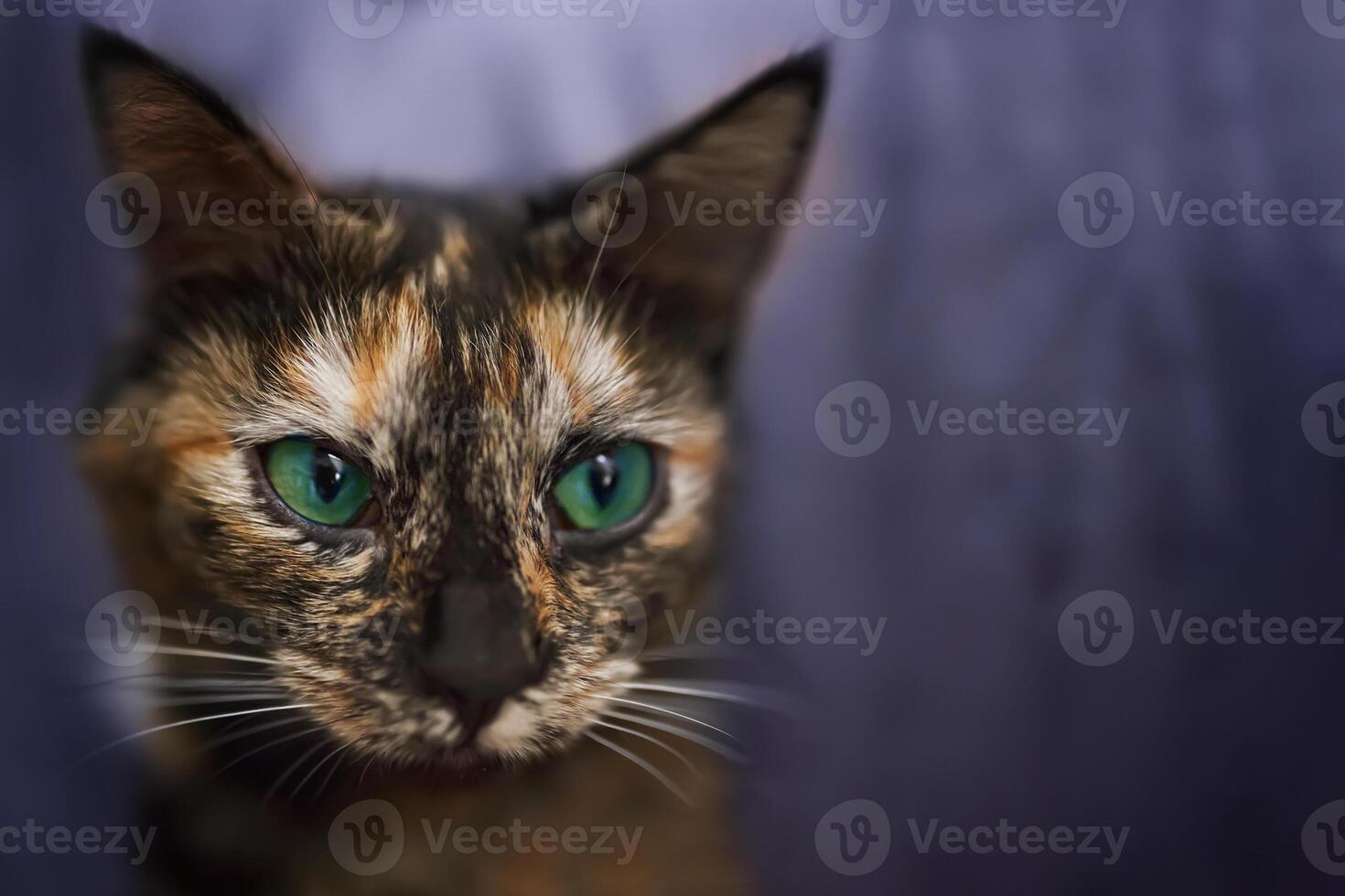 Small cat with green eyes close-up. Portrait of pet. Multicolored pussycat. Cute domestic animal. photo