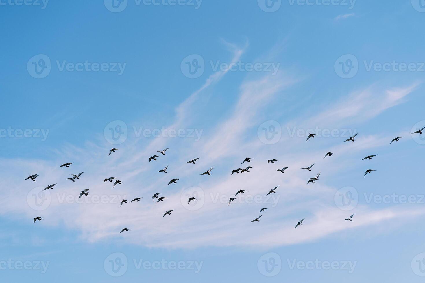 Flock of birds soars against the background of white clouds in the blue sky photo