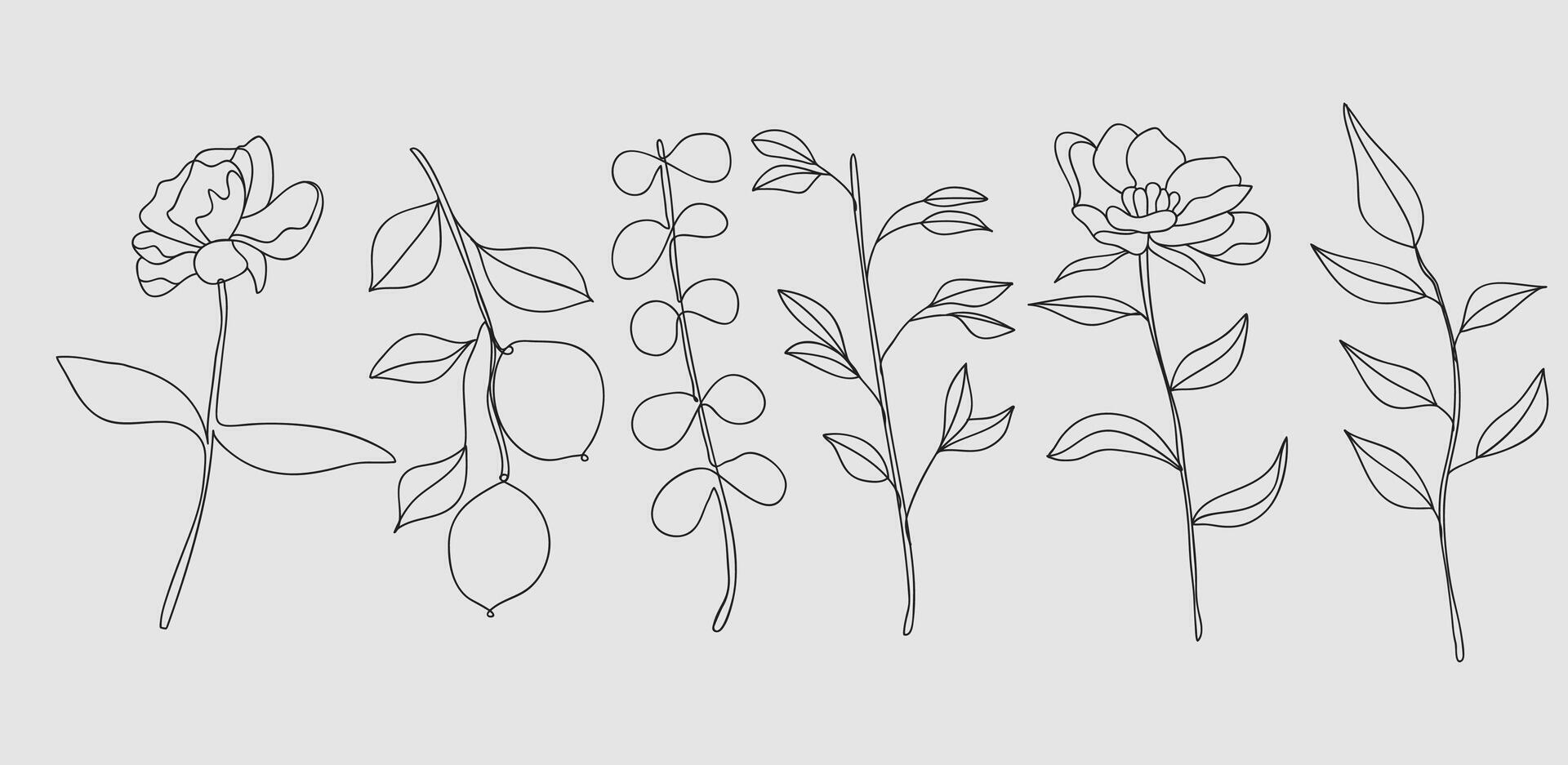 Hand drawn botanical art continuous line drawing of abstract flower, floral, rose, tropical leaves, spring and autumn leaf, bouquet of olives. vector