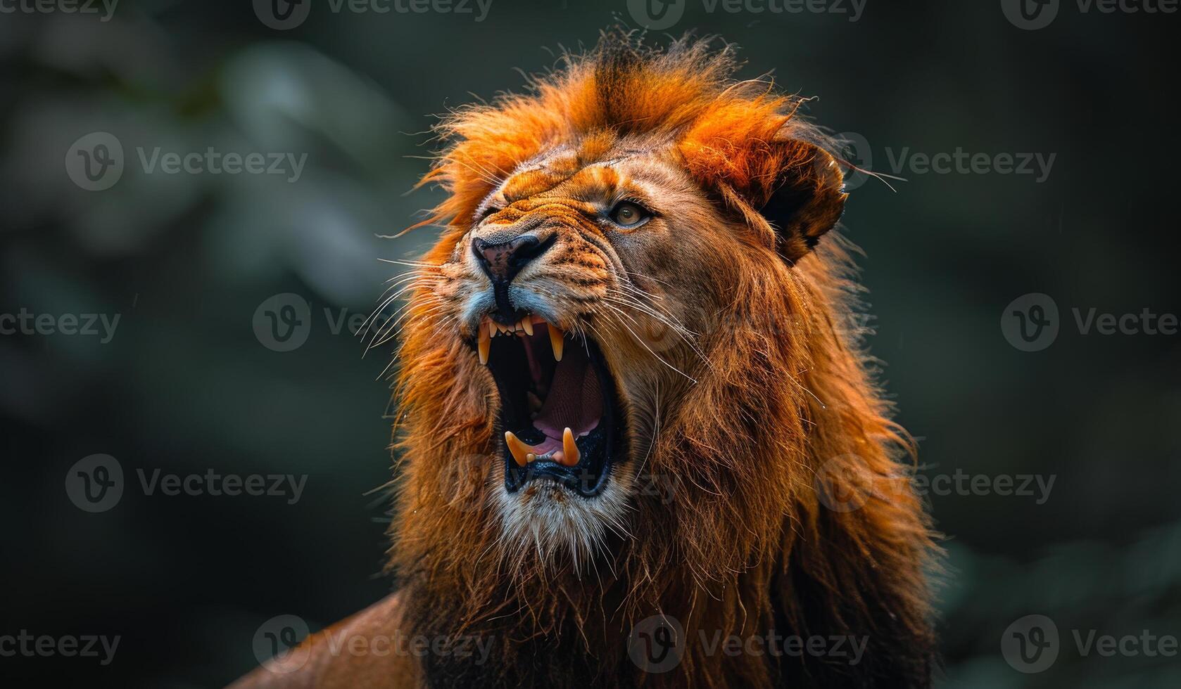 Majestic Lion Roaring in Dense Jungle at Dusk. A powerful lion roars photo