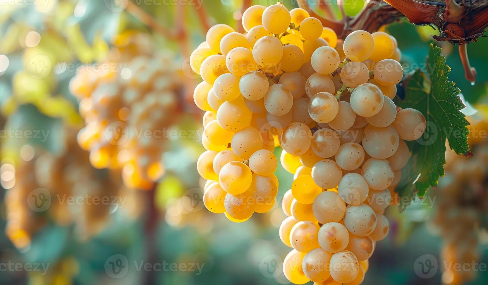 A bunch of grapes hanging from a vine. The grapes are yellow and white photo