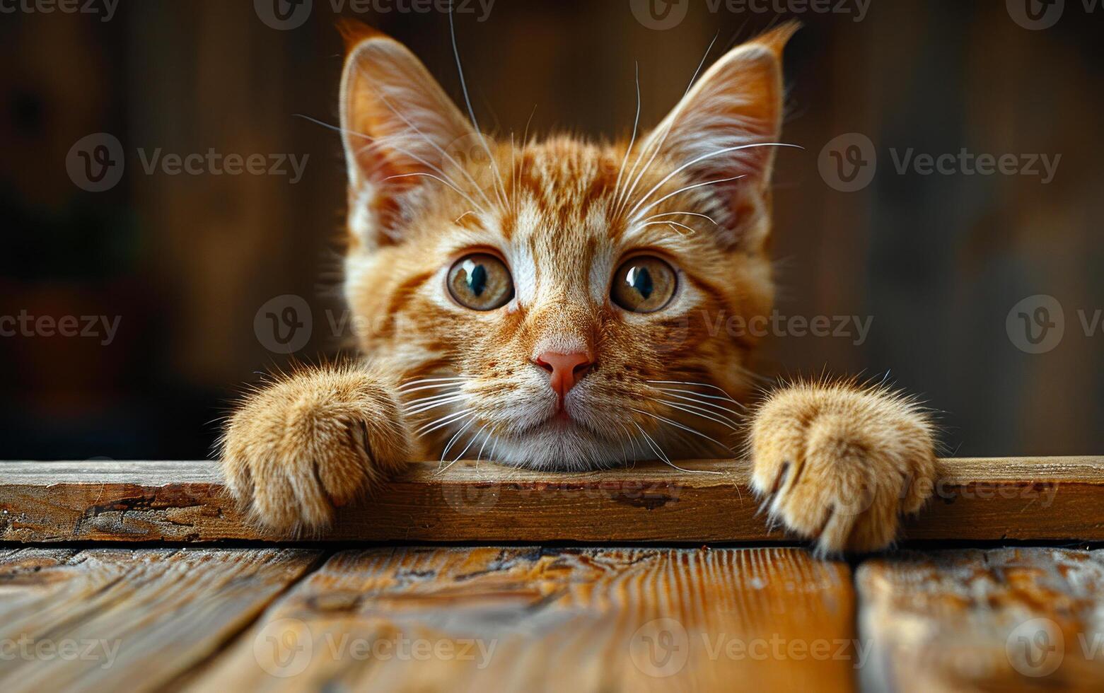 A cat with its paw on a wooden board. The cat has a curious look on its face photo