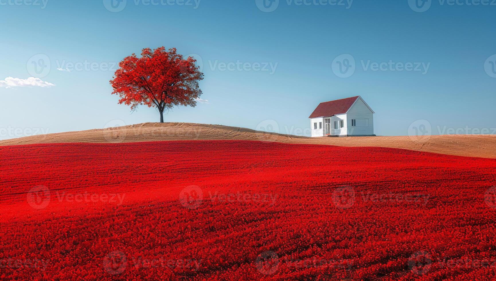 A red field with a white house and a tree in the foreground. The field is full of red flowers photo