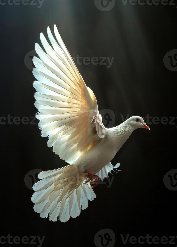 A white dove is flying in the air. Concept of freedom and peace photo
