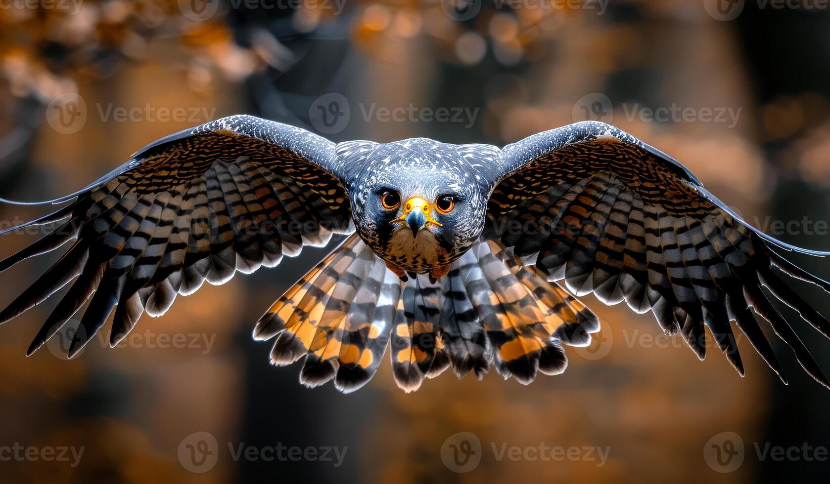Hawk soaring through the forest in autumn with outstretched wings. A hawk glides gracefully in the autumn forest photo