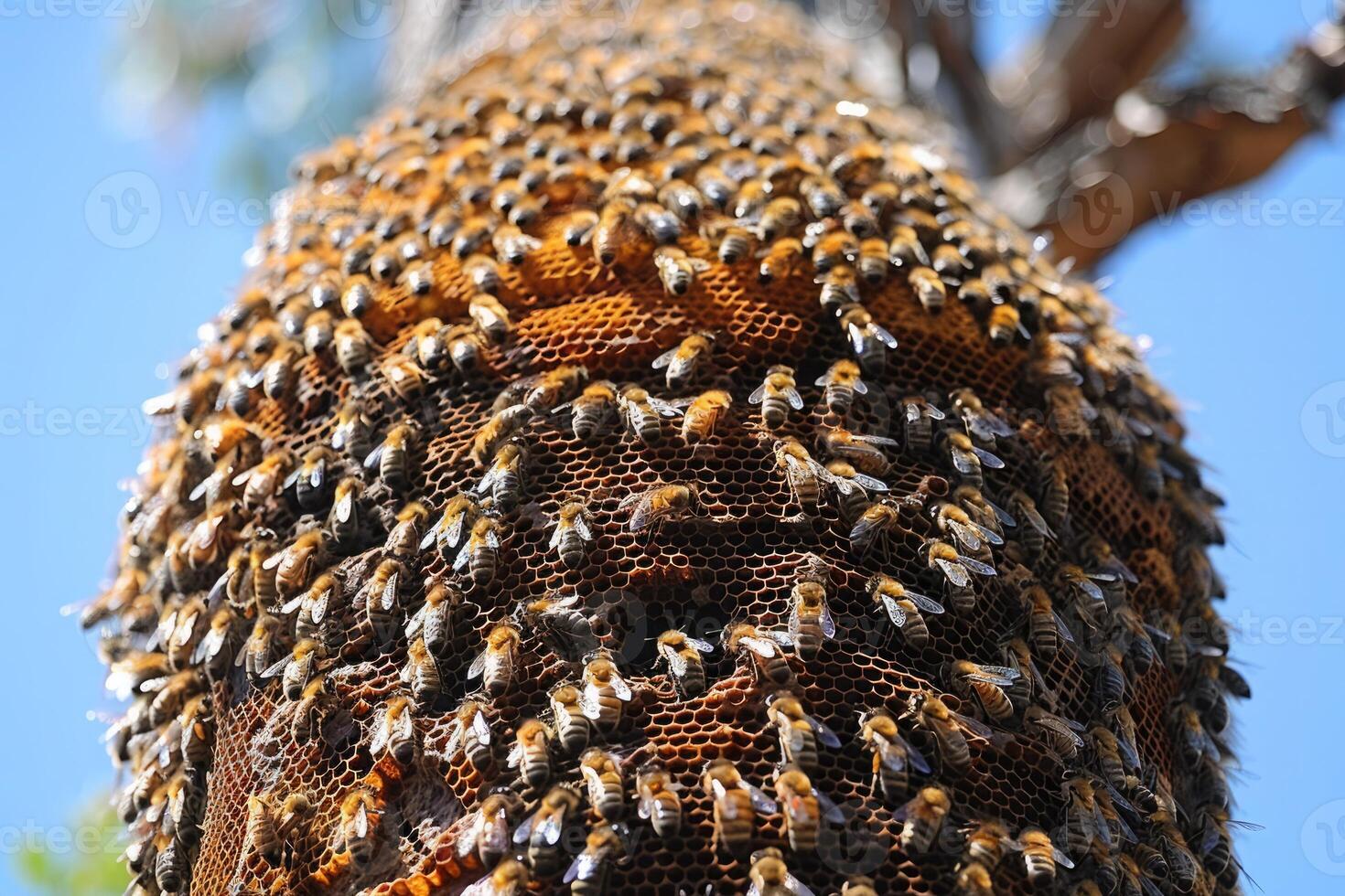 A detailed closeup view of a beehive nestled on a tree photo