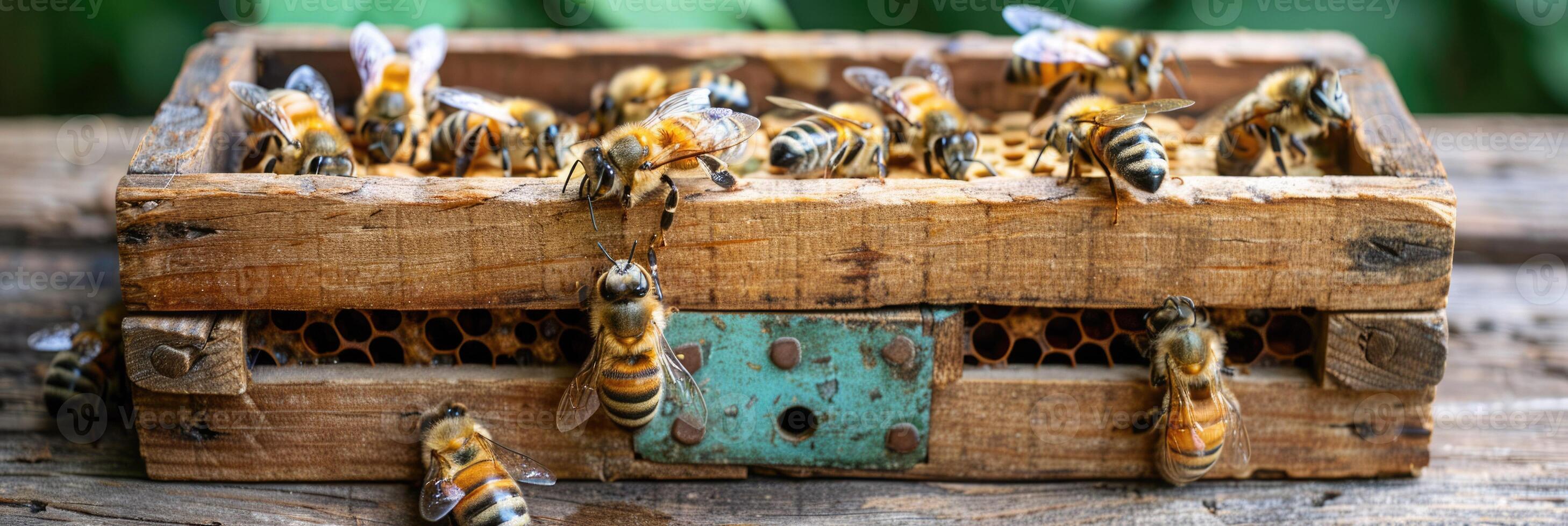 A small group of bees is currently resting atop a wooden box photo