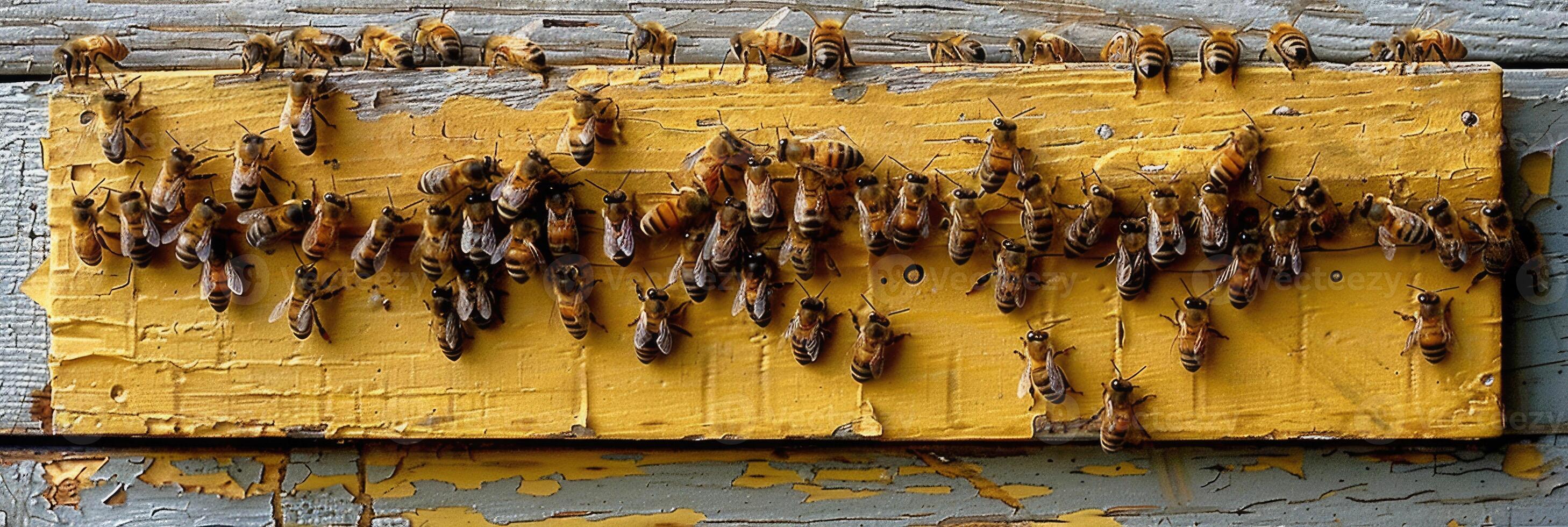 A large group of bees are gathered on a single piece of wood photo