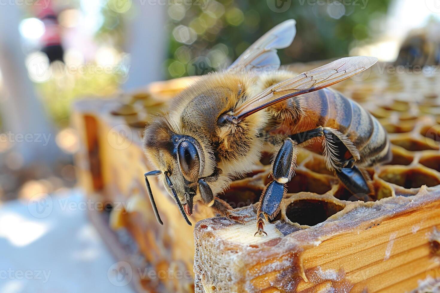 A detailed closeup view of a bee resting on a honeycomb structure photo