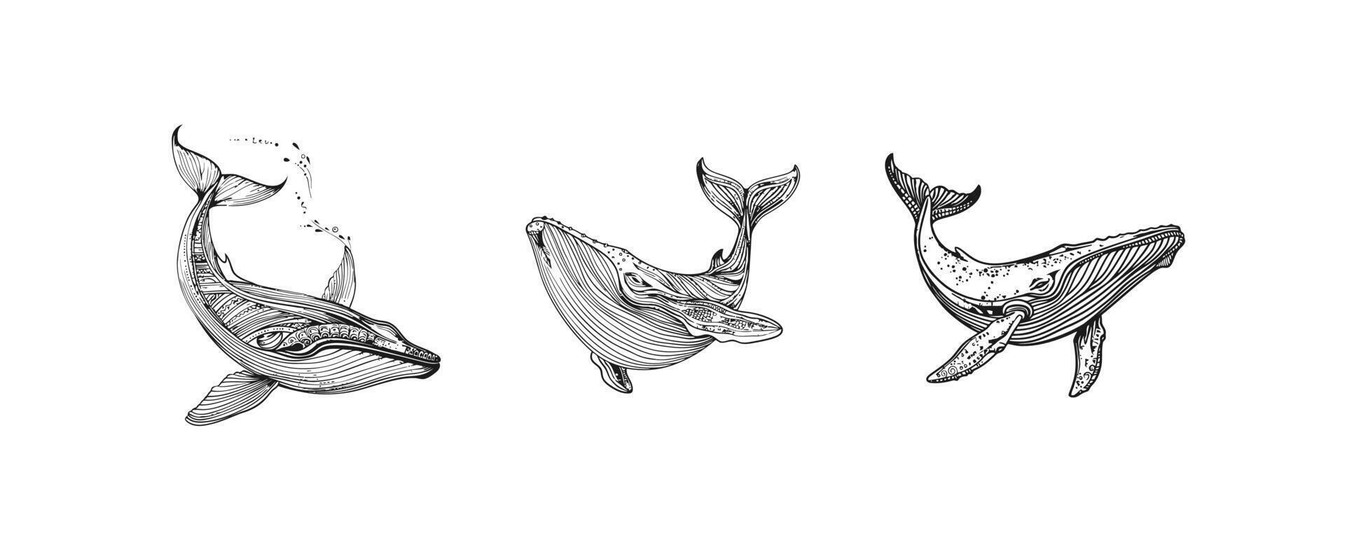 Stylized Whale Illustrations with Abstract Line Art. icon design. vector