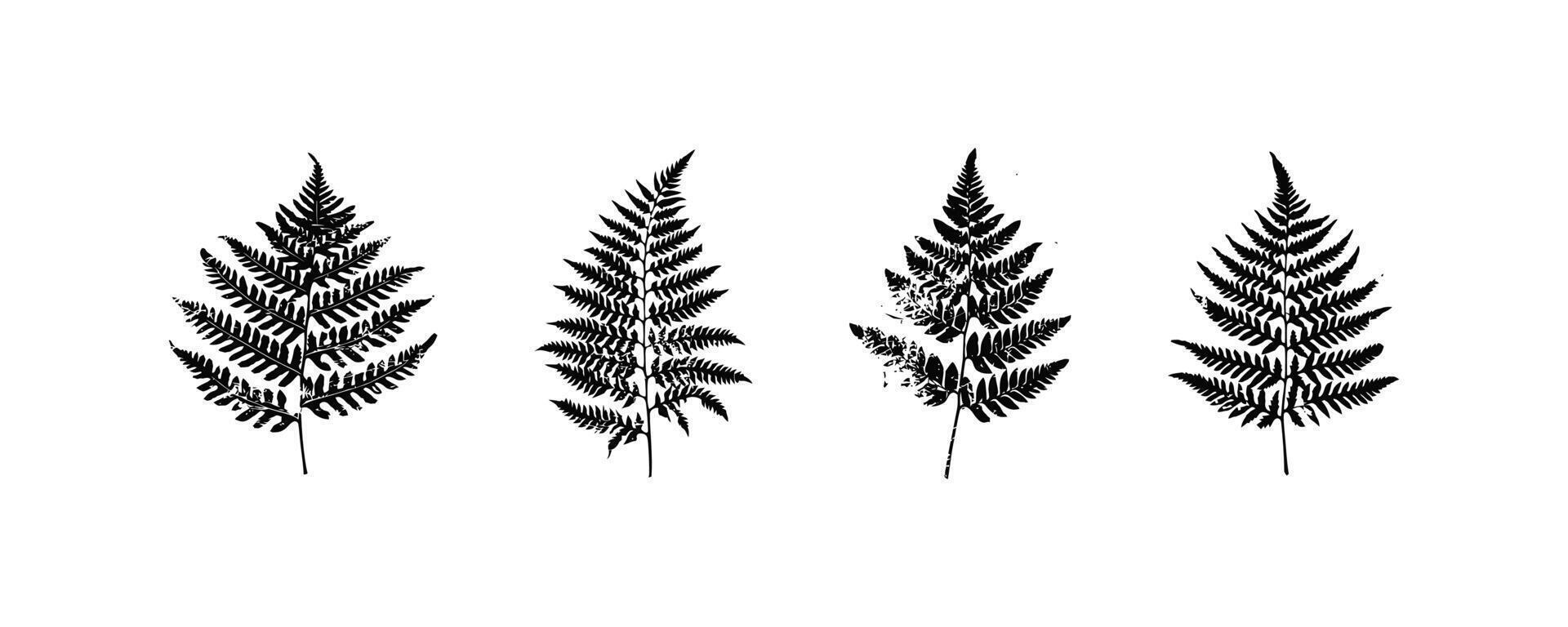 Black and White Fern Leaf Silhouettes. icon design. vector
