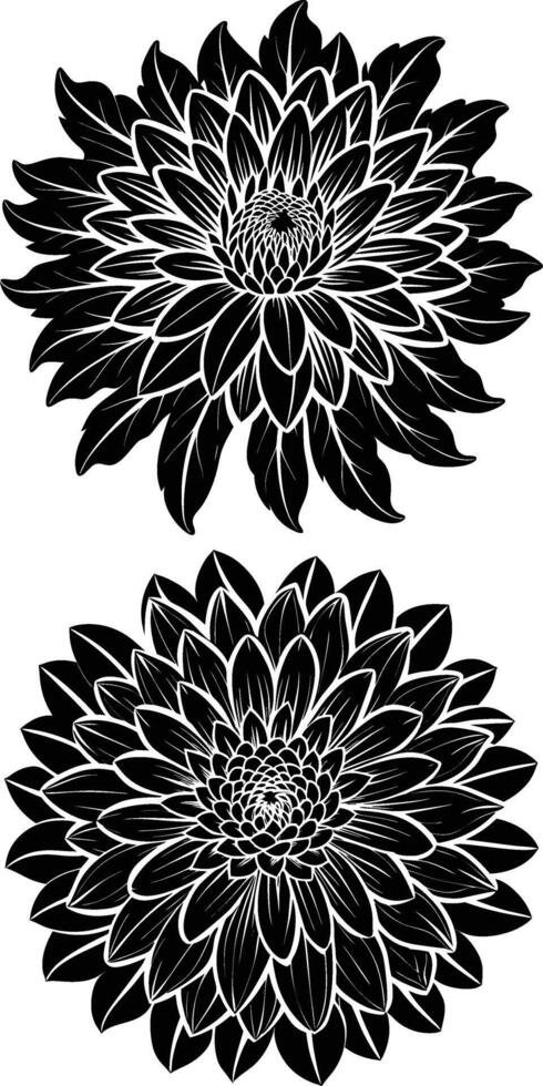 Chrysanthemum Flower Silhouette vector
