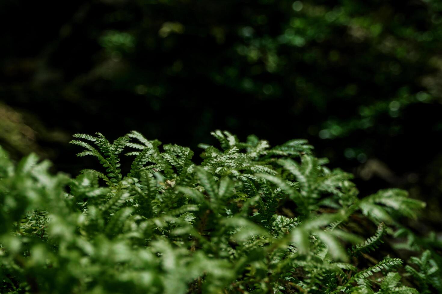 The fine and delicate leaves of the Spike Moss fern photo