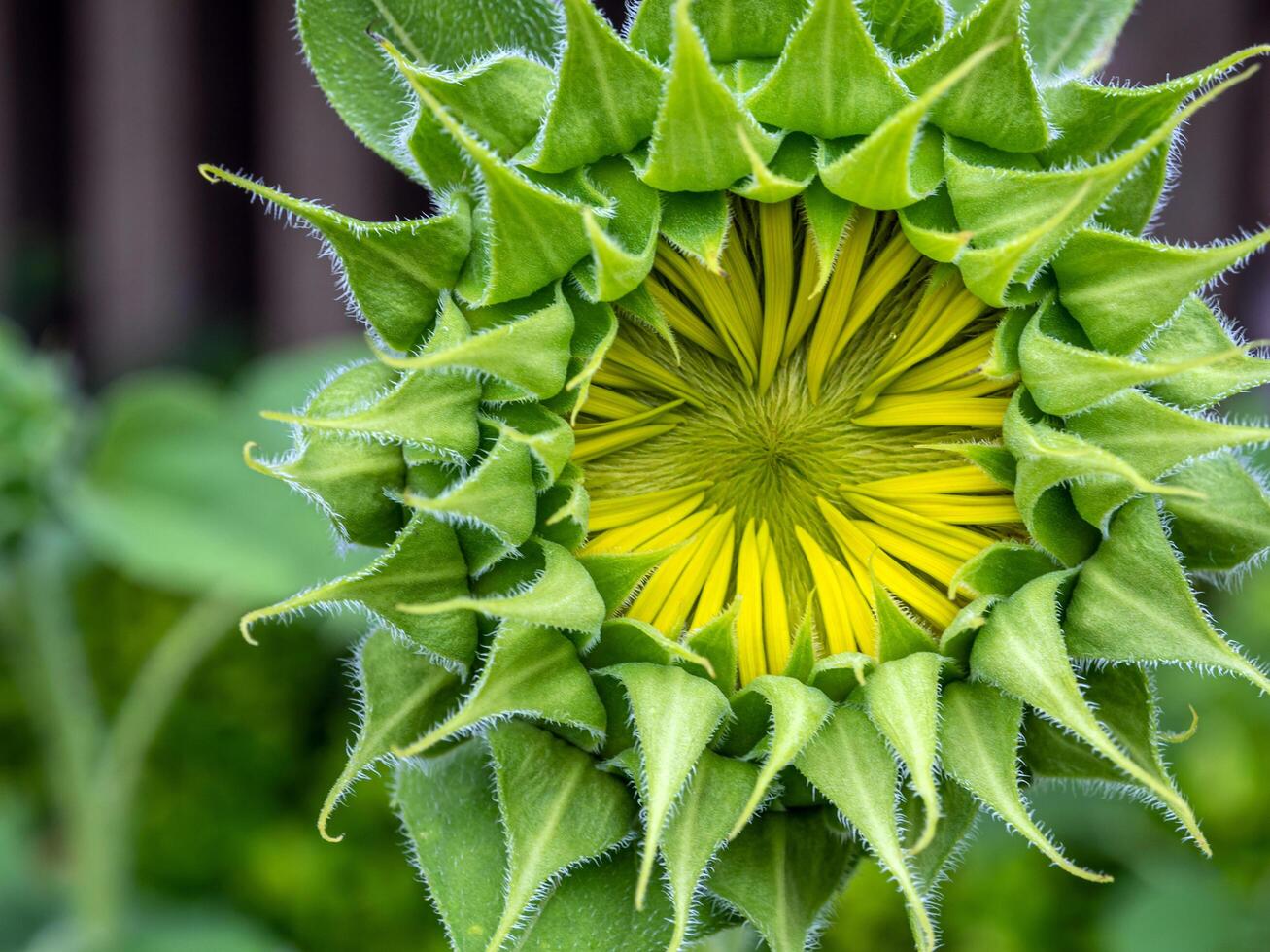 Close-up, sunflower, bud, beauty of sepals photo