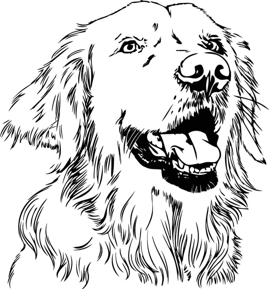 Black and white drawing of a Golden Retriever dog vector