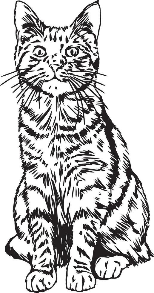 Black and white illustration of a domestic cat sitting upright looking directly at the viewer vector