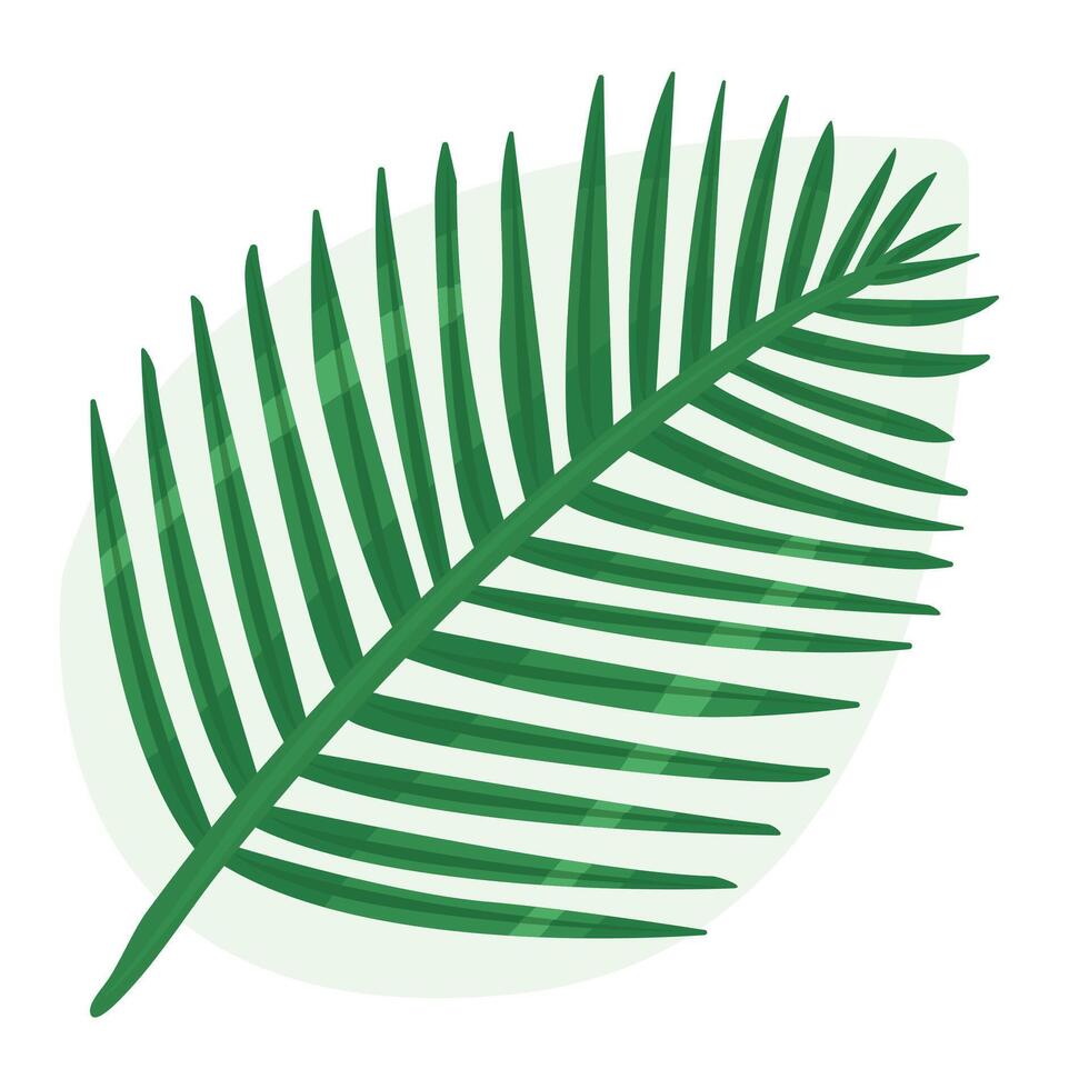 Color coconut leaf, palm branch, nut frond, illustration vector