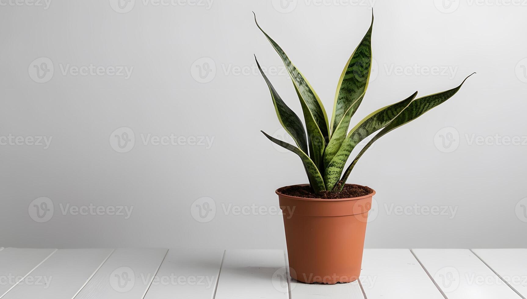 Minimalist Snake Plant in Pot on White Background with empty space for copy space photo