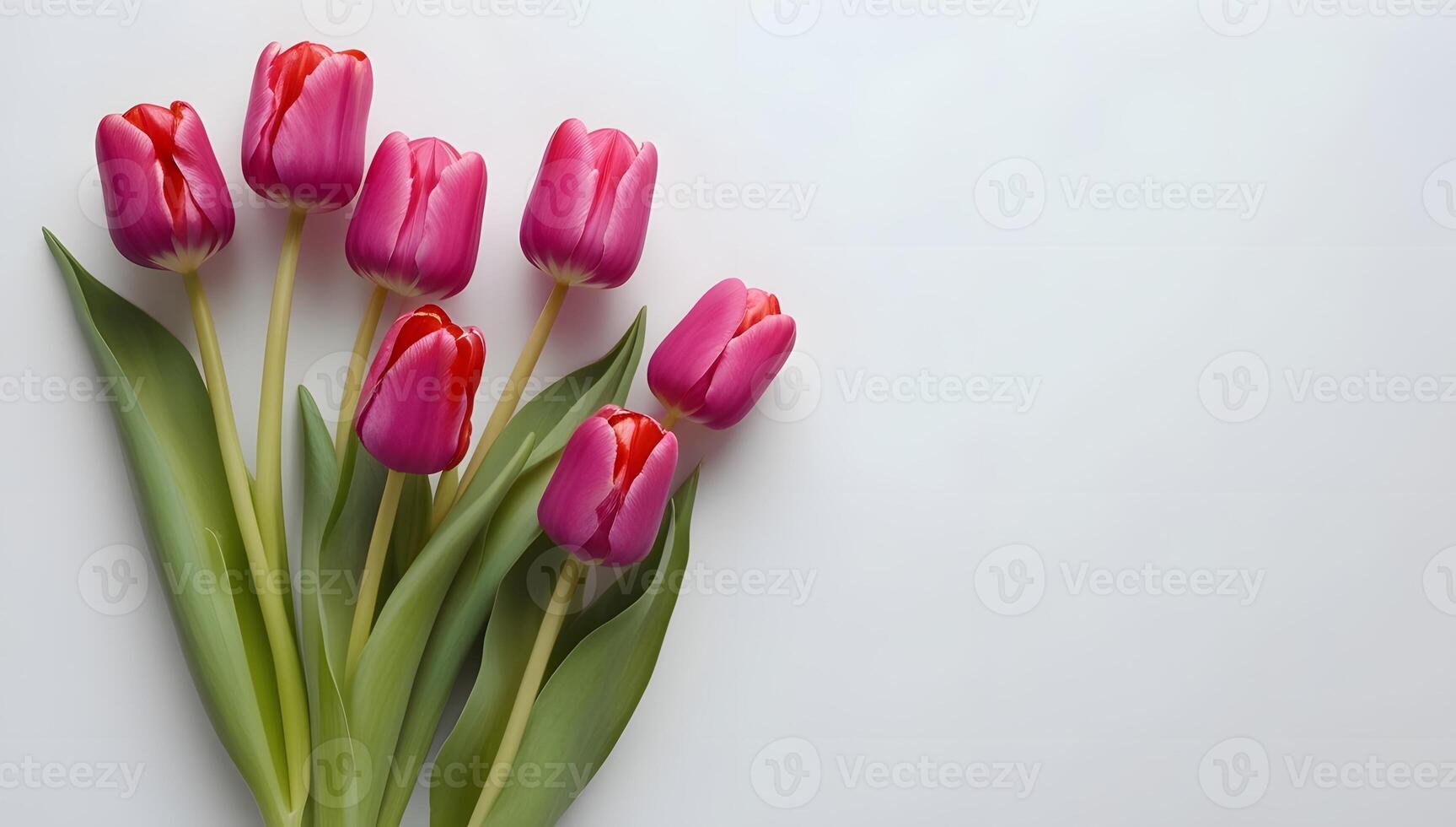 Isolated Tulip Blooms on White with empty space for copy writing photo