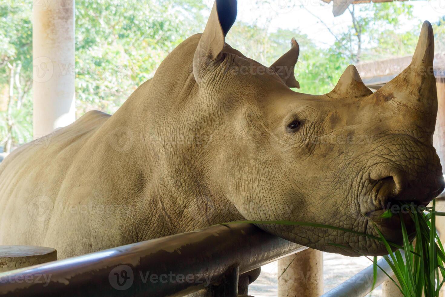 White rhinoceros eating grass at Khao Kheow Zoo in Thailand. Large, endangered animal feeding on vegetation provided by visitors to the conservation-focused zoo photo
