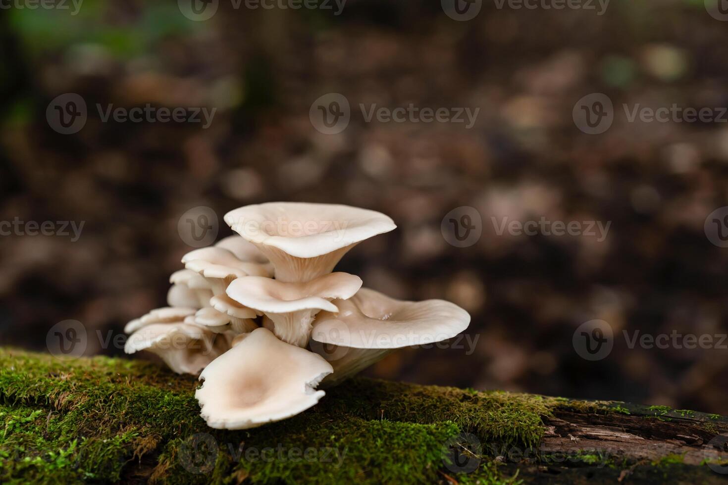 Gourmet oyster mushrooms , Pleurotus ostreatus emerging from a moss-covered tree trunk in a natural forest setting photo
