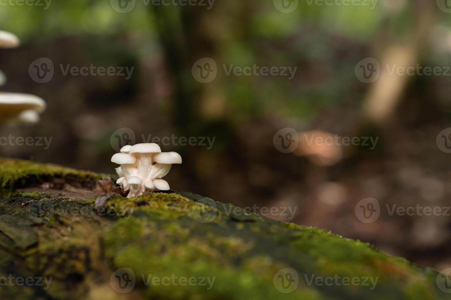 Tiny, flavorful Pleurotus ostreatus mushrooms emerging from a decaying, moss-covered log on the forest floor photo