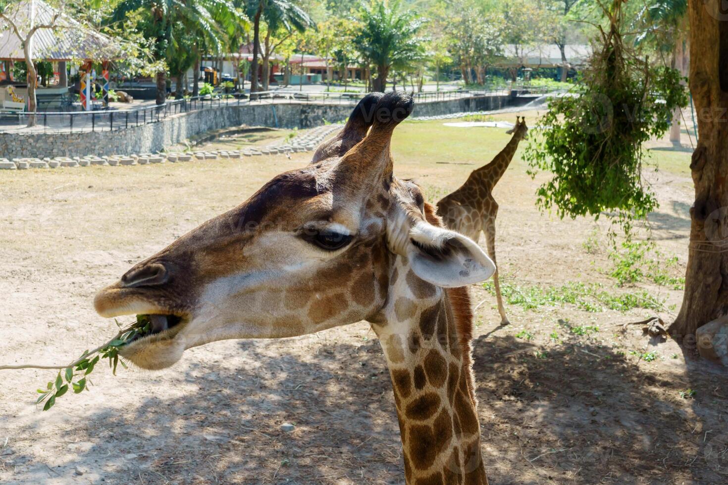 Giraffe enjoys a leafy snack in an nature preserve. Iconic, spotted creature reaching high to consume foliage in its protected environment photo