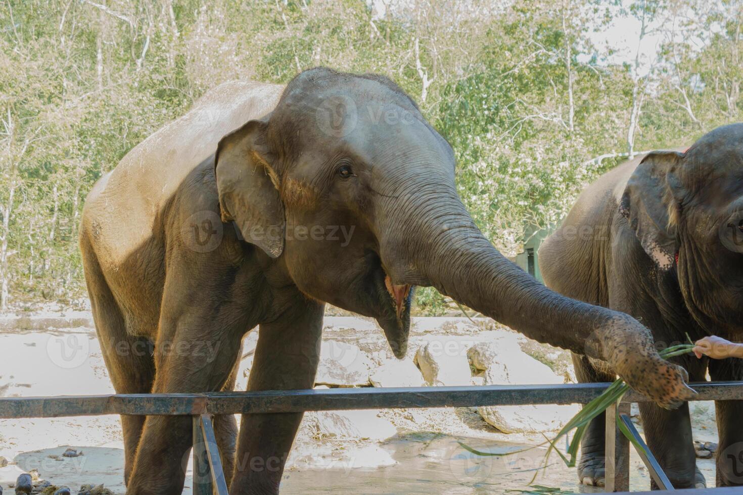 Close up portrait of an Asian elephant. Powerful, gray-skinned mammal with large ears and a long trunk photo