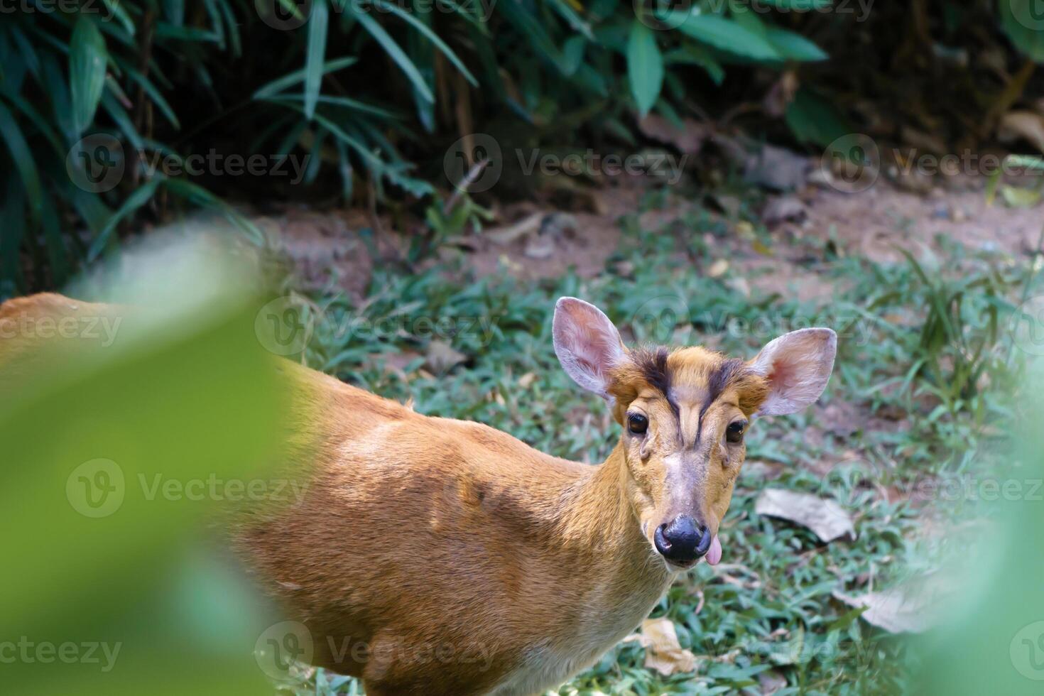 Muntjak indien ou cerf aboyeur , Muntiacus muntjak dans le parc national de Khao Yai, Thailande photo