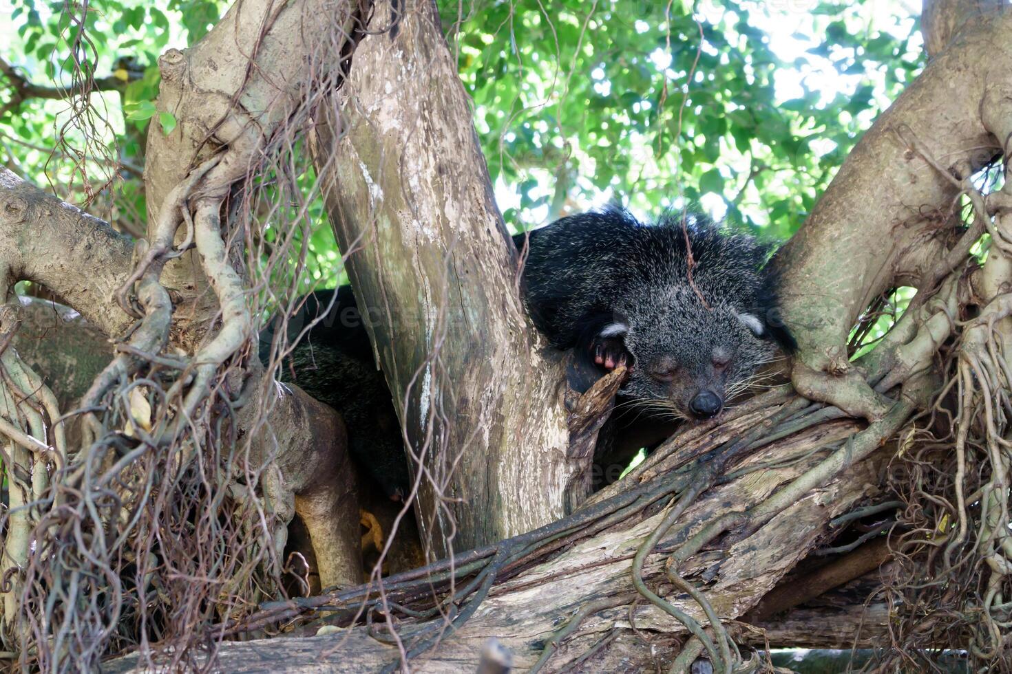 Binturong sleeps nicely in a tree photo