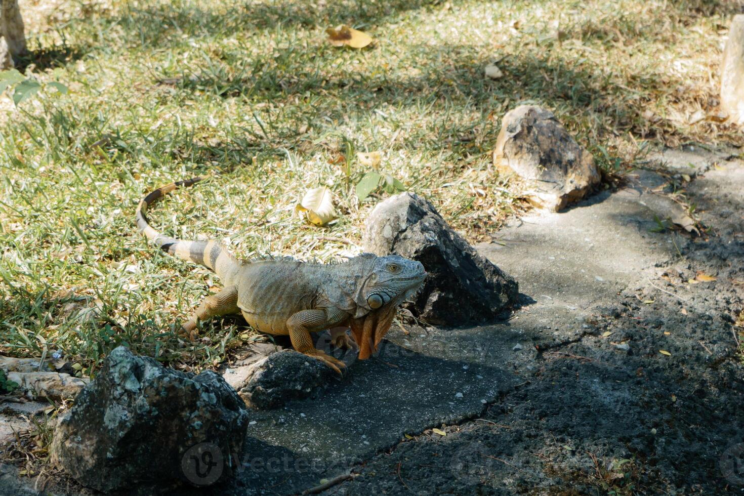 wild iguana in the shade. Ctenosaura pectinata, commonly known as the Mexican spiny-tailed iguana photo