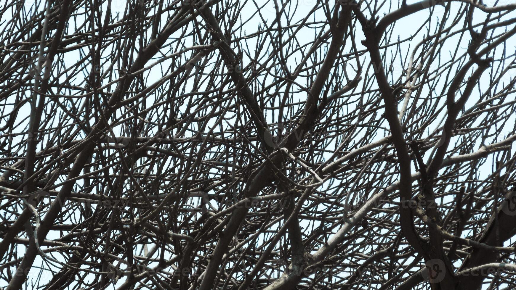 Zigzag branches of skeleton tree photo