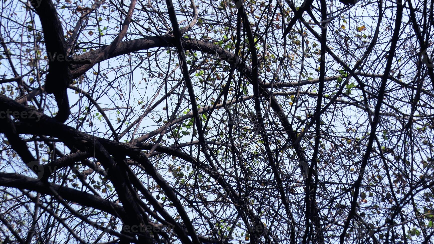 Zigzag branches of skeleton tree photo