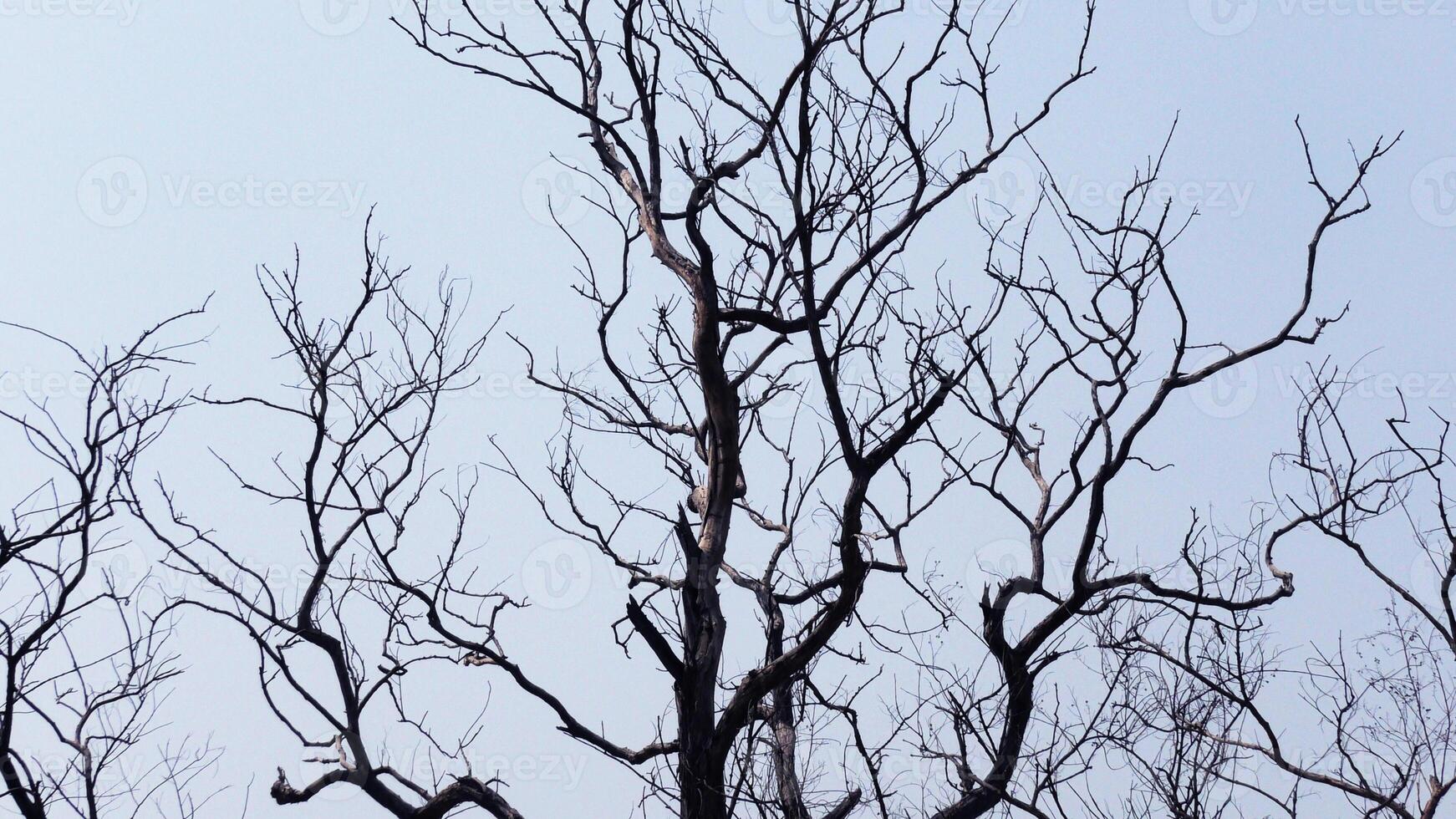 Zigzag branches of skeleton tree photo