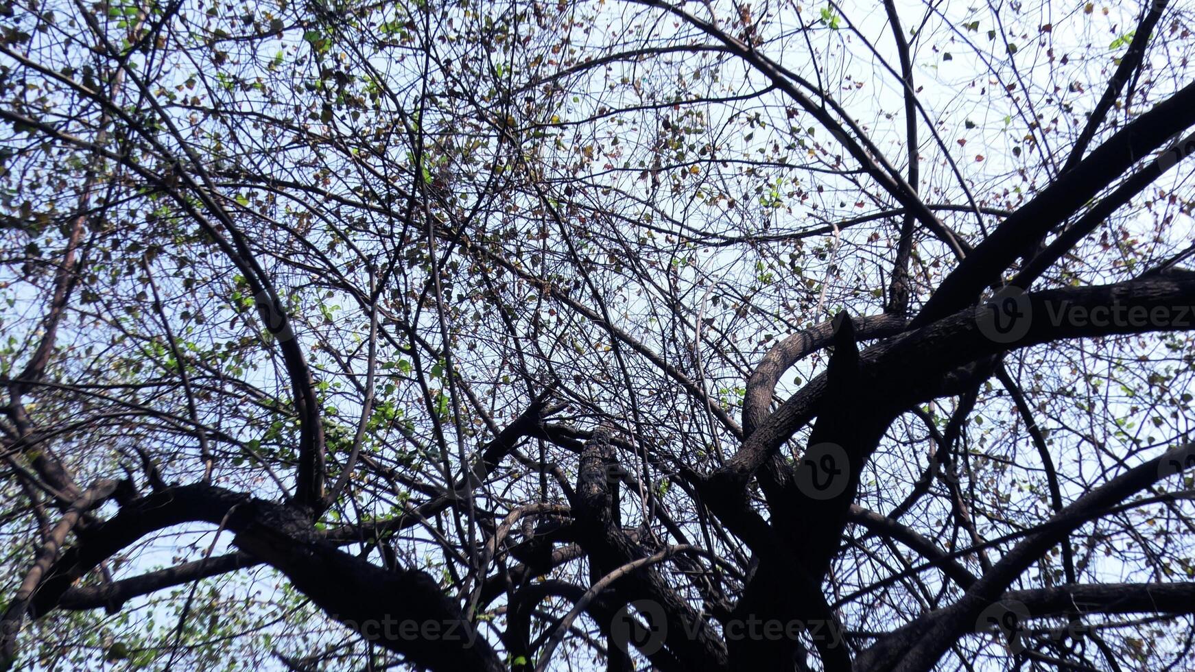Zigzag branches of skeleton tree photo