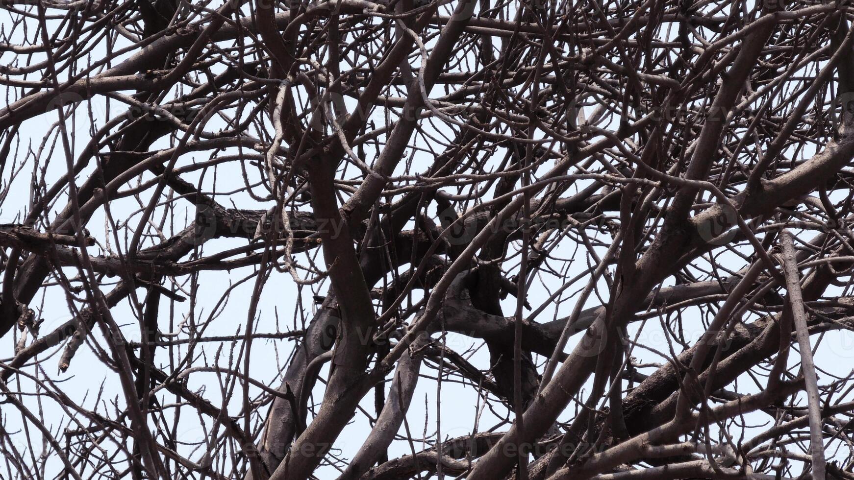 Zigzag branches of skeleton tree photo
