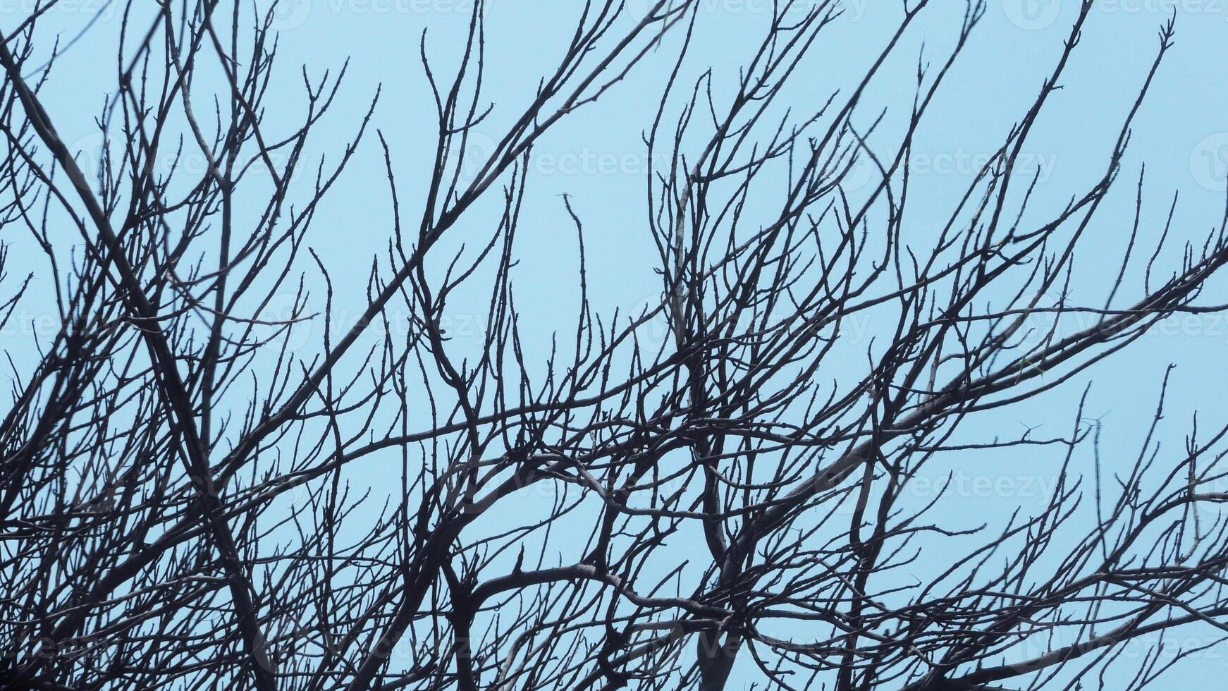 Zigzag branches of skeleton tree photo