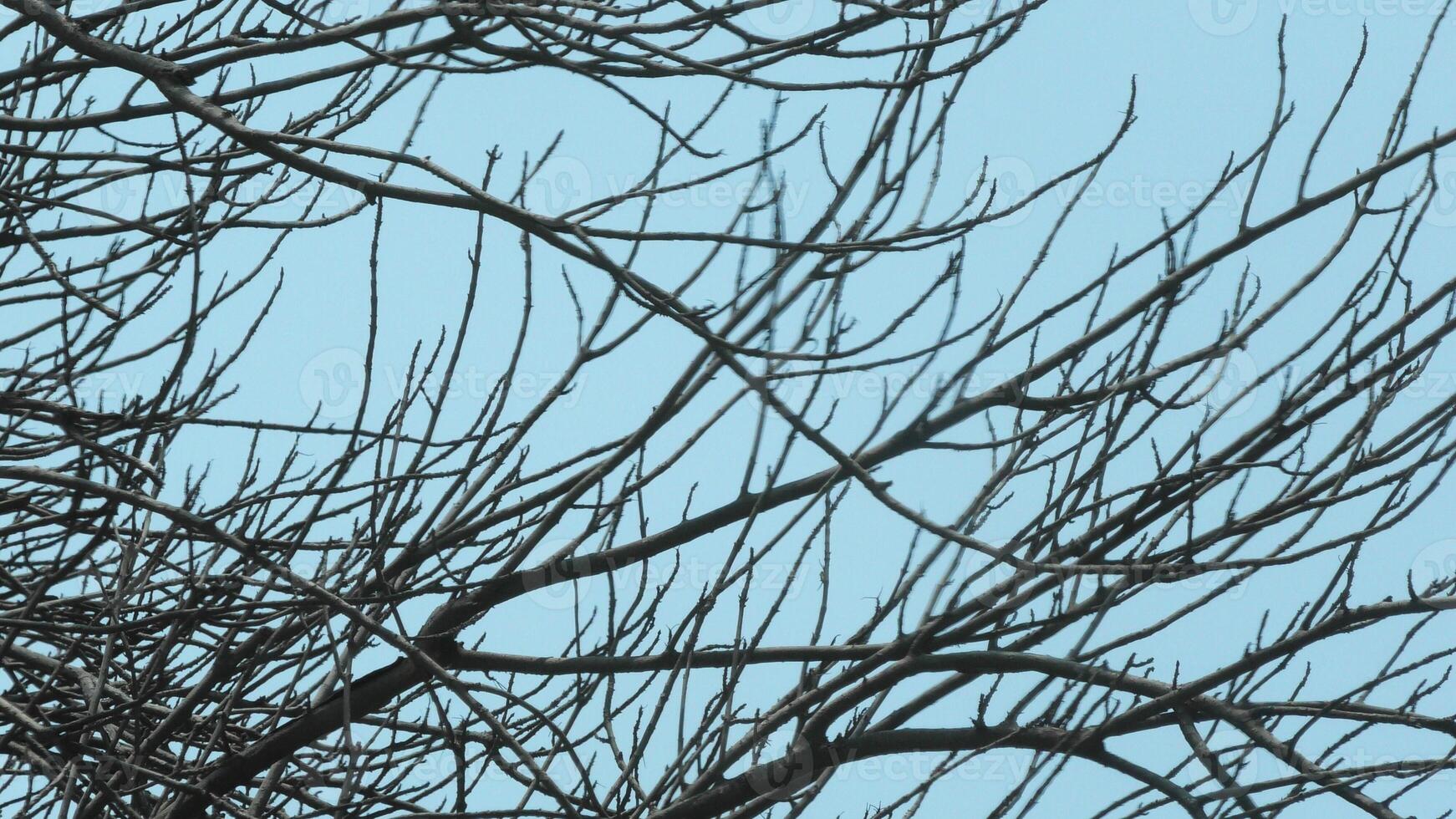 Zigzag branches of skeleton tree photo