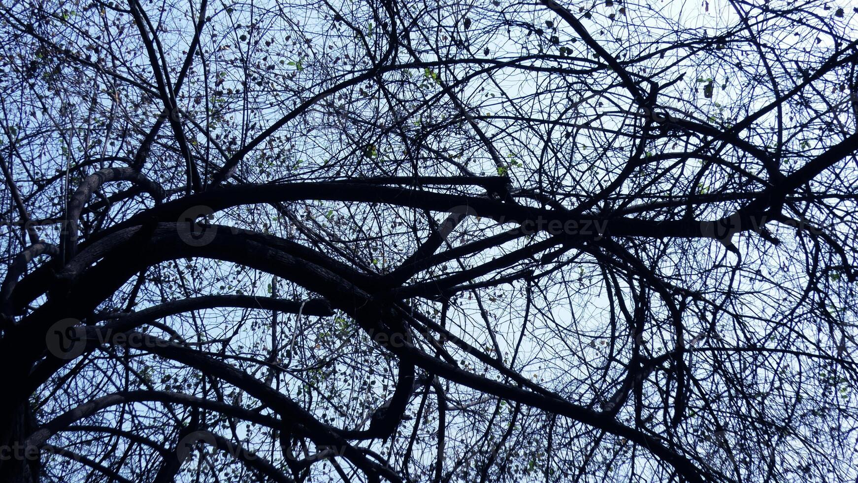 Zigzag branches of skeleton tree photo