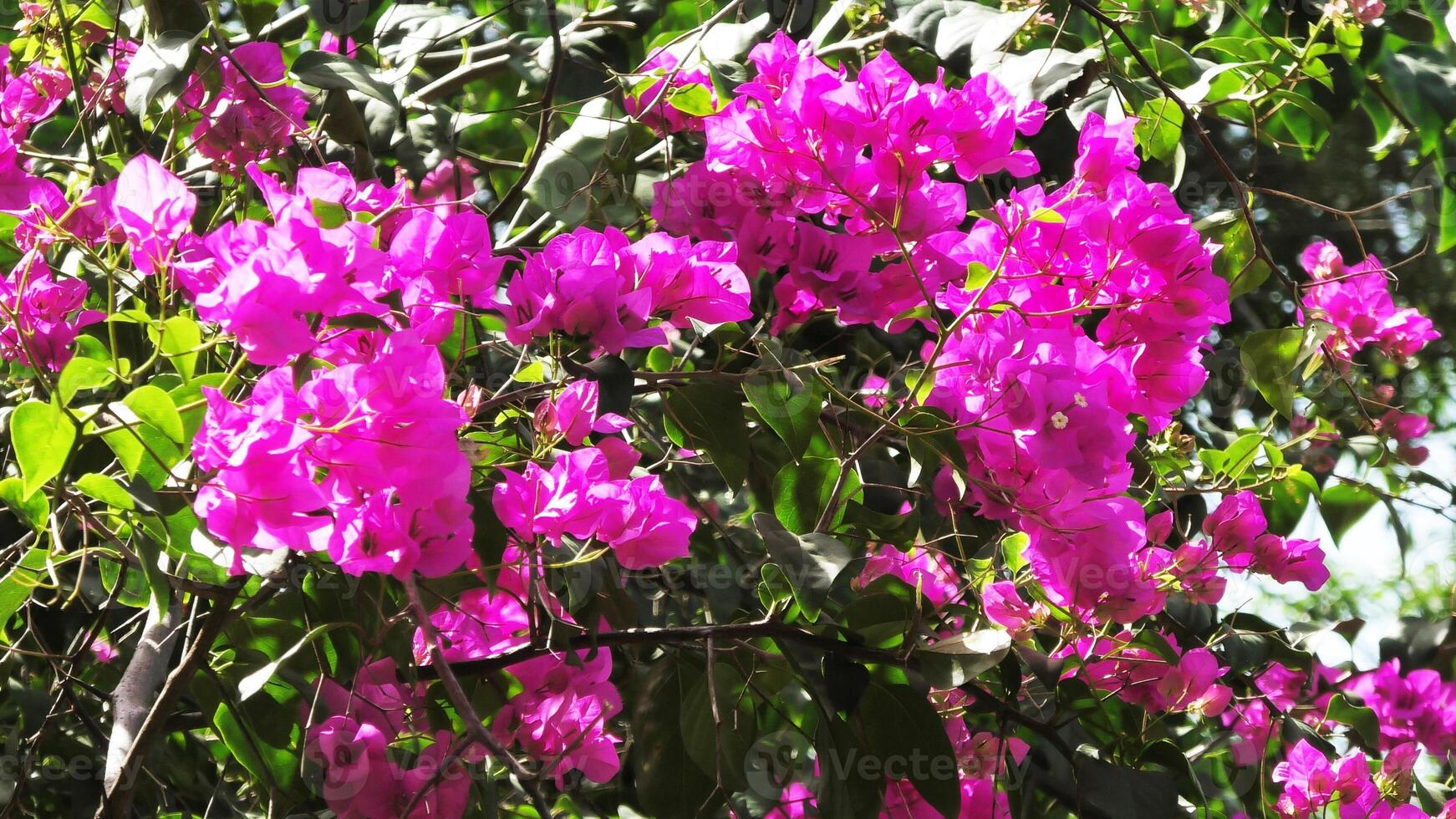 Beautiful bougainvillea plant in pink bloom photo
