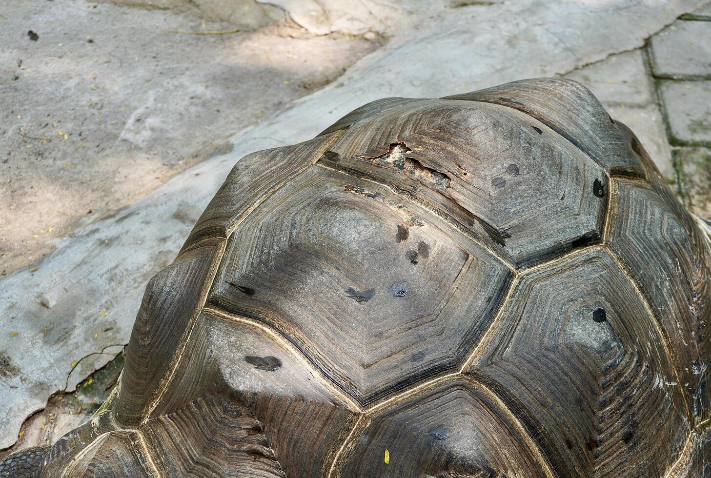 Giant tortoise gray colored hard shell with a little damaged part isolated on horizontal outdoor park brick flooring background. photo