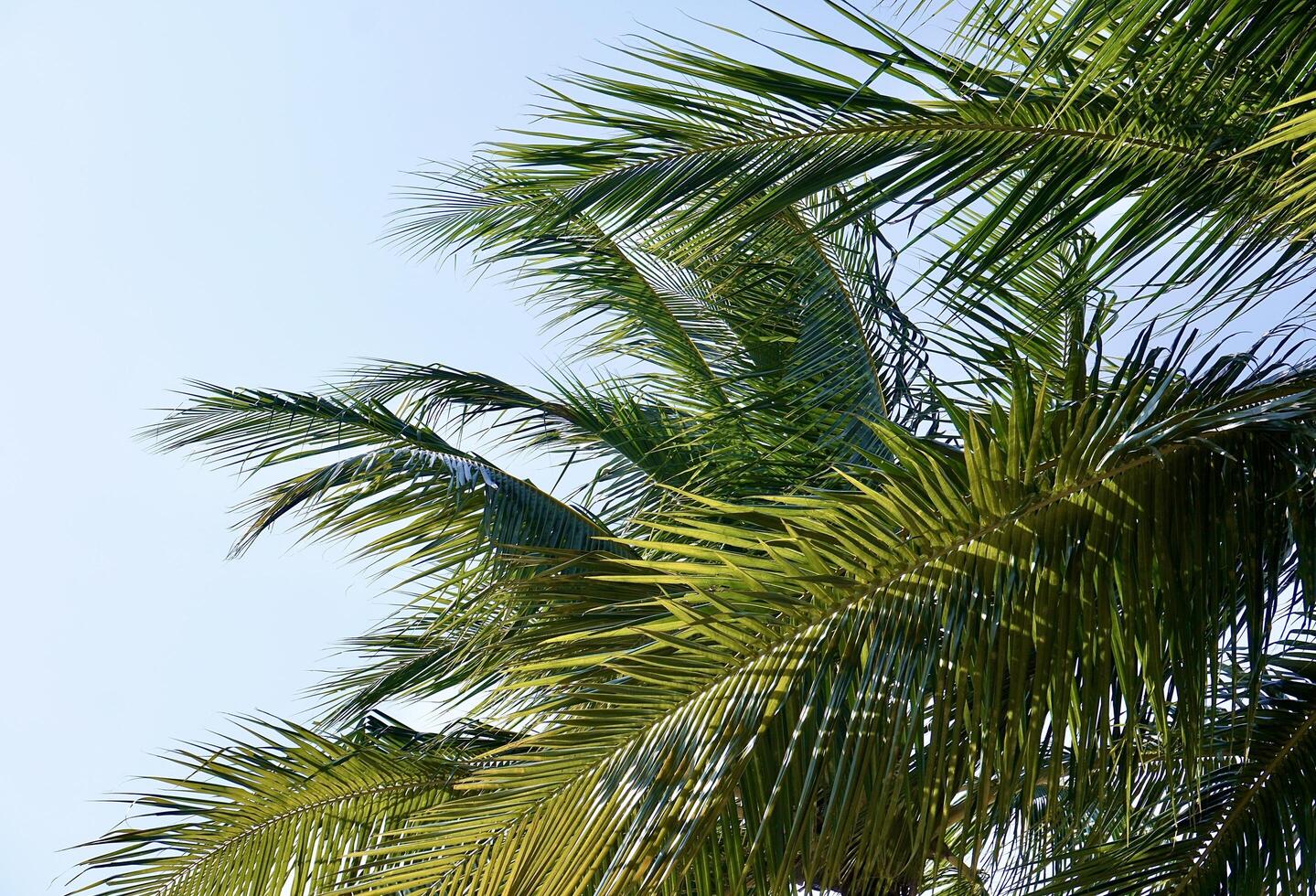 Green palm tree leaves texture on horizontal bright blue sky background. photo