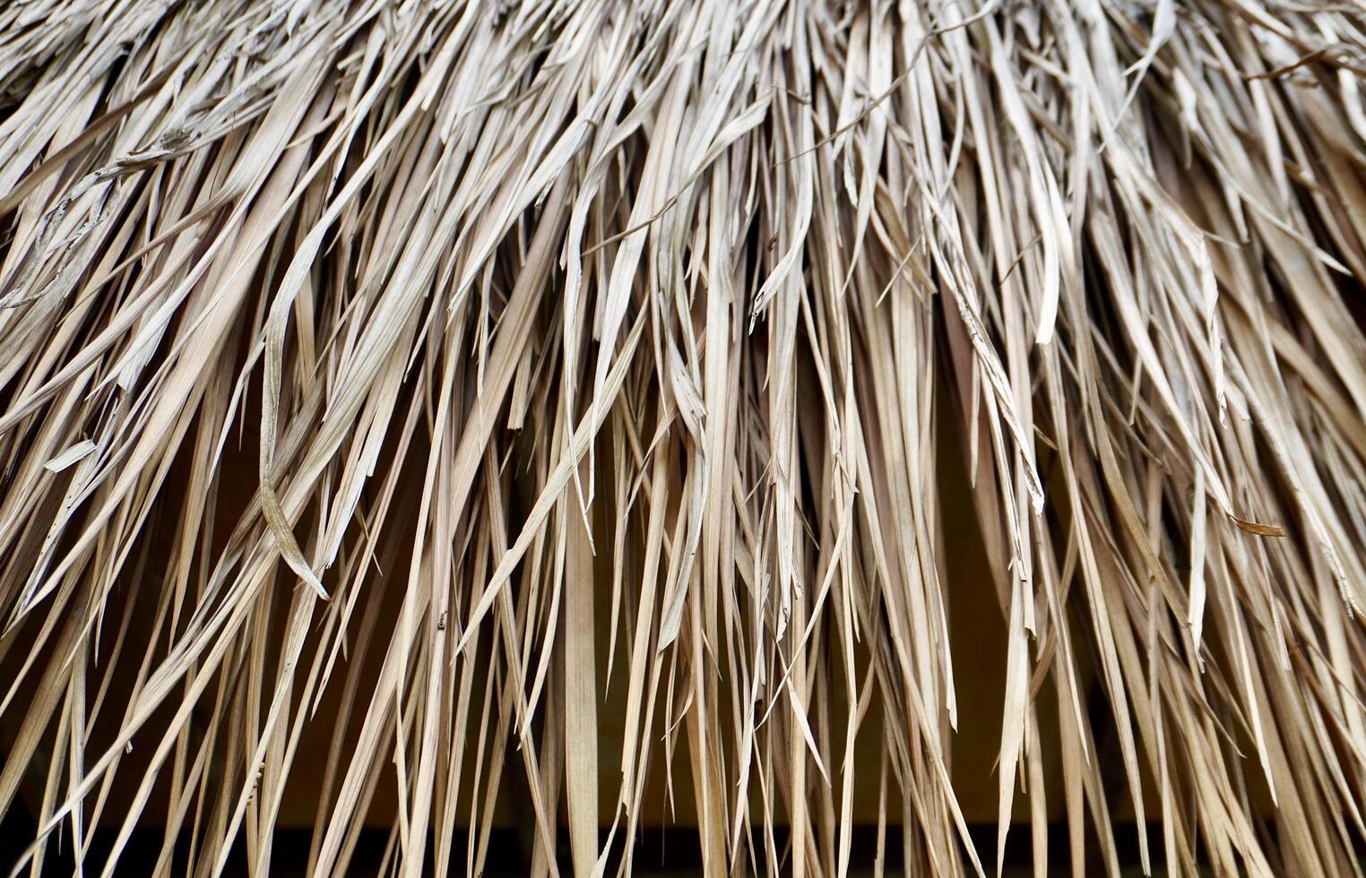 Dry leaves roofing material texture isolated on horizontal full frame background. photo