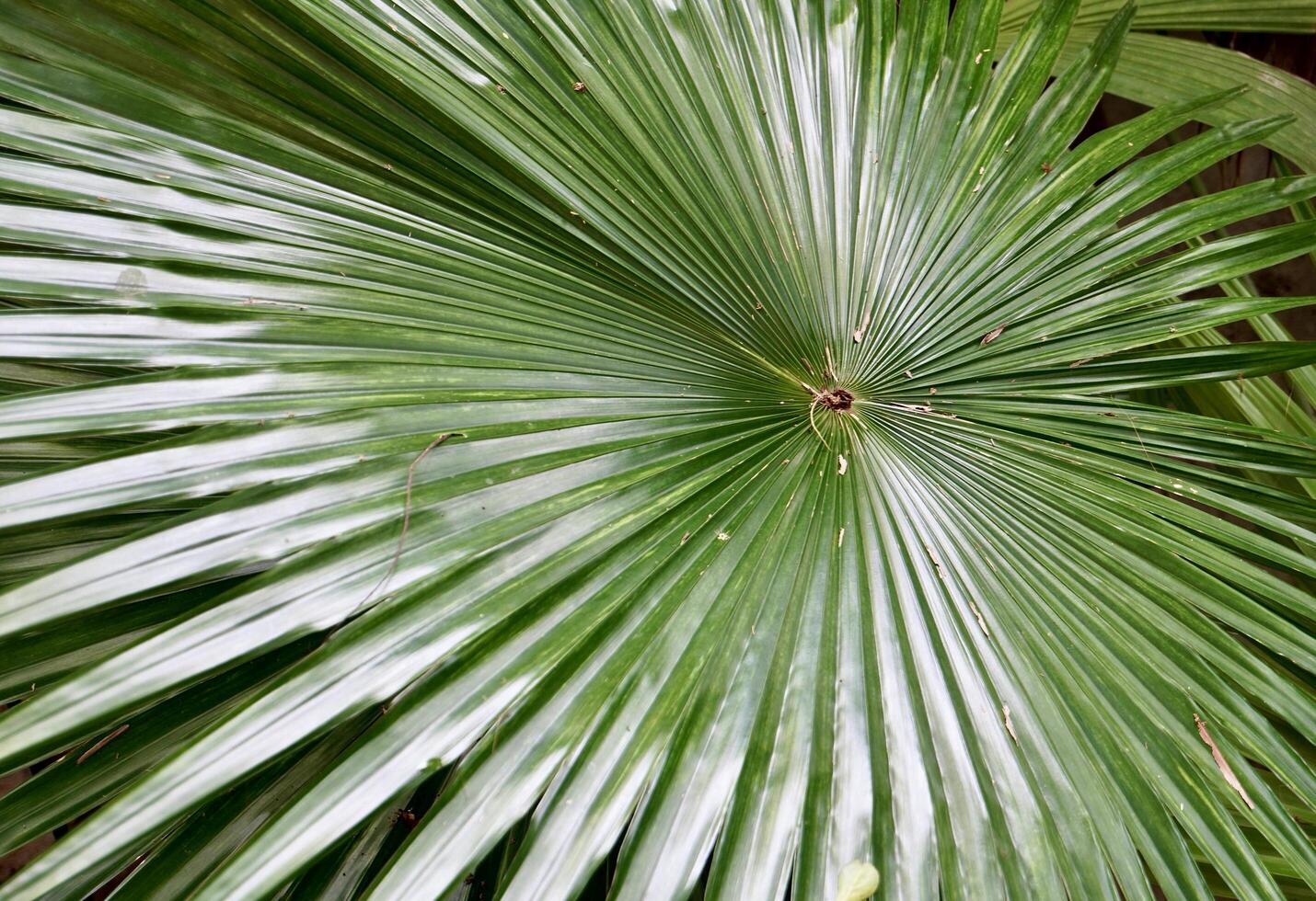 Saribus rotundifolius or Anahaw palm shiny leaf texture isolated on horizontal ratio outdoor environment background. photo